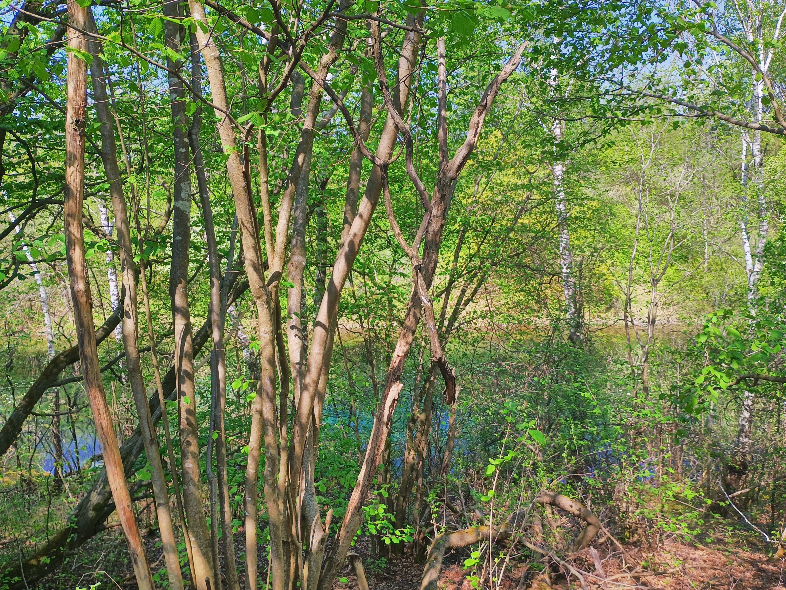 Im Grünstreifen, Foto: Martin Carstensen