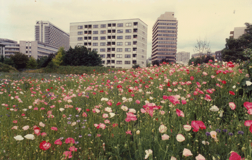 Blick vom Denninger Anger auf das Arabellahaus, 1985 (Foto: Edith von Hagen)