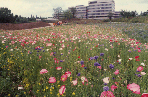 Blühende Wiese des Denninger Angers mit Blick auf die Kreuzung Denninger Straße / Richard-Strauss-Straße (Foto: Edith von Hagen)