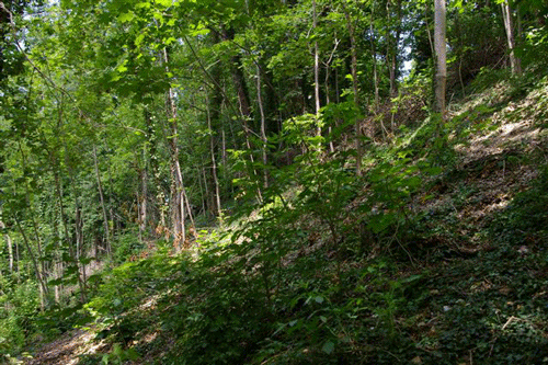 Steilabfall "An der Schanze" in Oberföhring; hpt © Verein für Stadtteilkultur im Münchner Nordosten e.V.