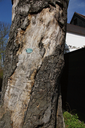 Foto: "Fledermausbaum" in Oberföhring hpt