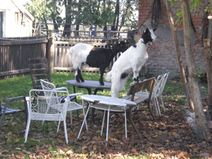 Kunihohstraße 22
Der "Meßnerhof" steht heute unter Denkmalschutz und stammt im Kern aus dem 19. Jahrhundert. Der Name leitet sich sicherlich daher, dass hier der örtliche Meßner gewohnt hat.