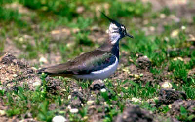 Kiebitz im Biotop Hüllgraben, © Verein für Stadtteilkultur im Münchner Nordosten e.V.