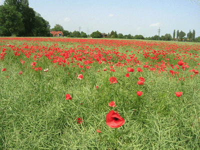Johanneskirchner-Moos. © Verein für Stadtteilkultur im Münchner Nordosten e.V.