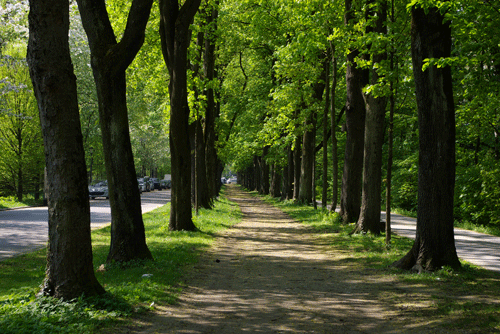 Thomas-Mann-Allee im Herzogpark 2008; hpt©Verein für Stadtteilkultur im Münchner Nordosten e.V.