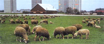 Nothelfsbaracke St. Rita 1968 mit Blick auf die Punkthochhäuser Elektrastraße 11, 1968 (Archiv St. Rita)