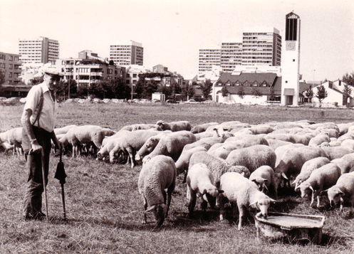 Der gleiche Blick jetzt auf St. Rita mit Pfarrzentrum (Privatbesitz, undatiert) mit Schafweide