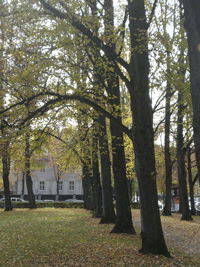 der alte Baumbestand des Shakespeareplatzes im Herbst und im Frühjahr © dietlind pedarnig 2007