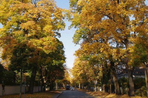 Die Mauerkircherstraße im Hebst 2012 hpt © Verein für Stadtteilkultur im Münchner Nordosten e.V.