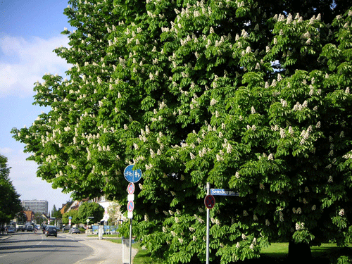 Posener Platz mit Blick auf die Ostpreußenstraße hpt © Verein für Stadtteilkultur im Münchner Nordosten e.V.