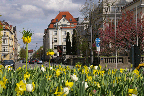Blick vom Europaplatz (rechts Villa Stuck) auf die Prinzregentenstraße; hpt © Verein für Stadtteilkultur im Münchner Nordosten e.V. (ebenso Fotos unten)