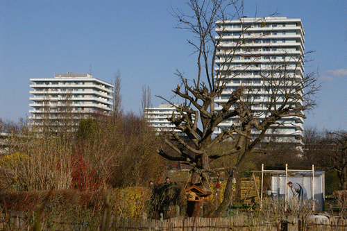 Blick auf das Ensemble der Cosimaparkhochhäuser von der Kleingartenanlage des "Schlösselgartens" aus gesehen. hpt © Verein für Stadtteilkultur im Münchner Nordosten e.V.